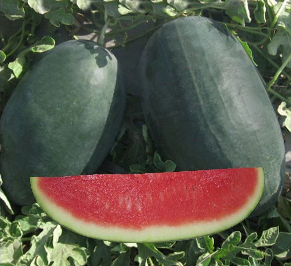 Icebox Watermelon Seeds Online | Buy Hybrid Fruit Seeds ...